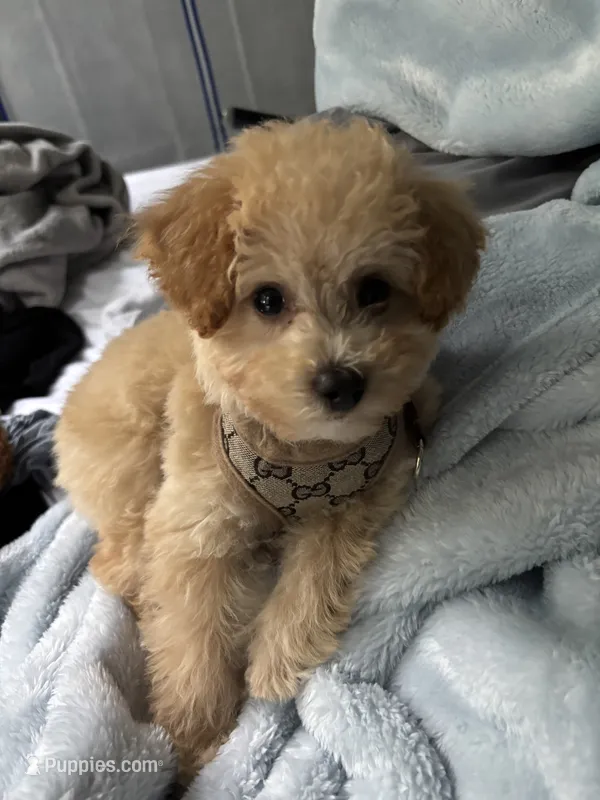 Saint – Poodle - Toy  puppy for sale in Easton, CT