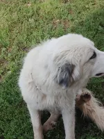 Dove, a female Great Pyrenees for sale in Bristol, WI – 2 of 4