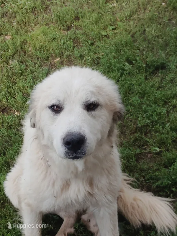 Dove – Great Pyrenees puppy for sale in Bristol, WI