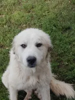 Dove, a female Great Pyrenees for sale in Bristol, WI – 1 of 4