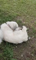 Dove, a female Great Pyrenees for sale in Bristol, WI – 4 of 4