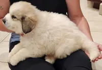 Boy puppy 2, Dutchess litter 5/19/26, a male Great Pyrenees for sale in Bristol, WI – 2 of 3
