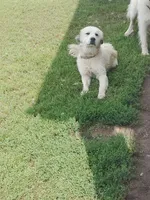 Dove, a female Great Pyrenees for sale in Bristol, WI – 3 of 4