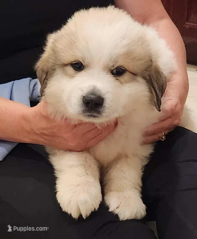 Boy puppy 2, Dutchess litter 5/19/26 – Great Pyrenees puppy for sale in Bristol, WI