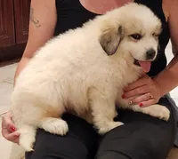 Boy puppy 2, Dutchess litter 5/19/26, a male Great Pyrenees for sale in Bristol, WI – 3 of 3