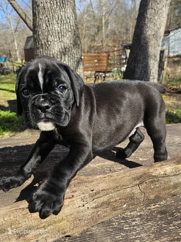 Simeon-euro – Boxer puppy for sale in Goodman, MO