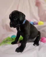 Simeon-euro, a male Boxer for sale in Goodman, MO – Photo 2 of 3