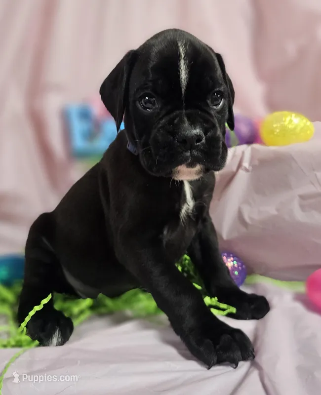 Simeon-euro – Boxer puppy for sale in Goodman, MO