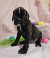 Simeon-euro, a male Boxer for sale in Goodman, MO – Photo 3 of 3