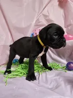 MALEENA-Euro, a female Boxer for sale in Goodman, MO – Photo 2 of 5