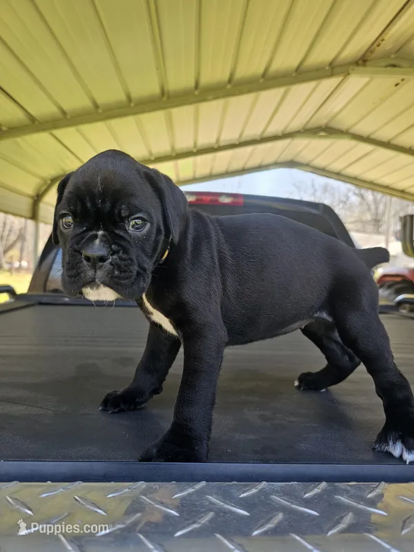 MALEENA-Euro – Boxer puppy for sale in Goodman, MO