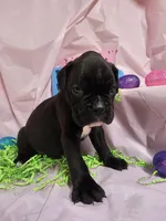 MALEENA-Euro, a female Boxer for sale in Goodman, MO – Photo 1 of 5