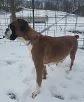 MALEENA-Euro, a female Boxer for sale in Goodman, MO – Photo 4 of 5