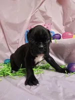 MALEENA-Euro, a female Boxer for sale in Goodman, MO – Photo 3 of 5