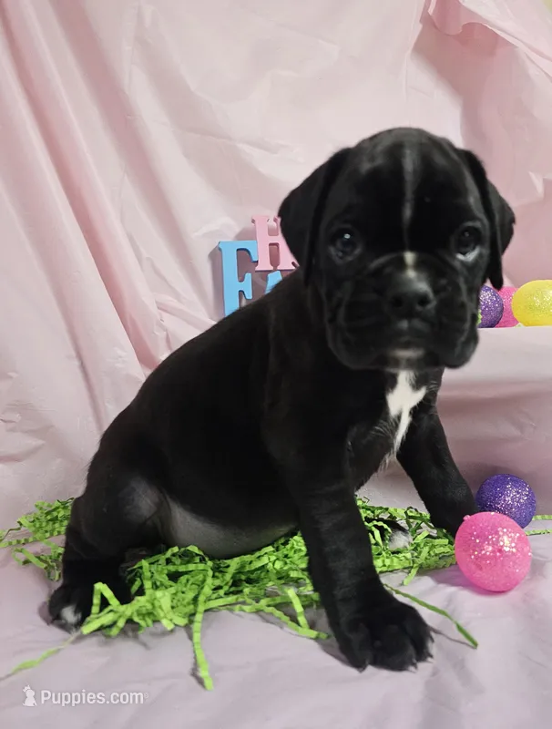 Silvester-euro – Boxer puppy for sale in Goodman, MO