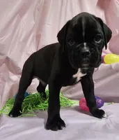 Silvester-euro, a male Boxer for sale in Goodman, MO – Photo 3 of 3