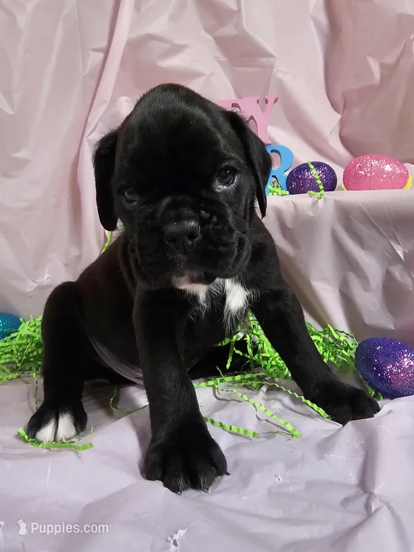 MUSTAFA-EURO – Boxer puppy for sale in Goodman, MO
