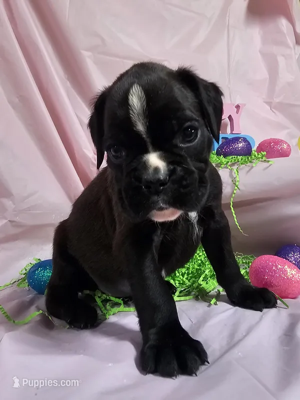 Suri-Euro – Boxer puppy for sale in Goodman, MO