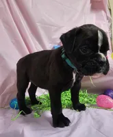 Suri-Euro, a female Boxer for sale in Goodman, MO – Photo 2 of 2