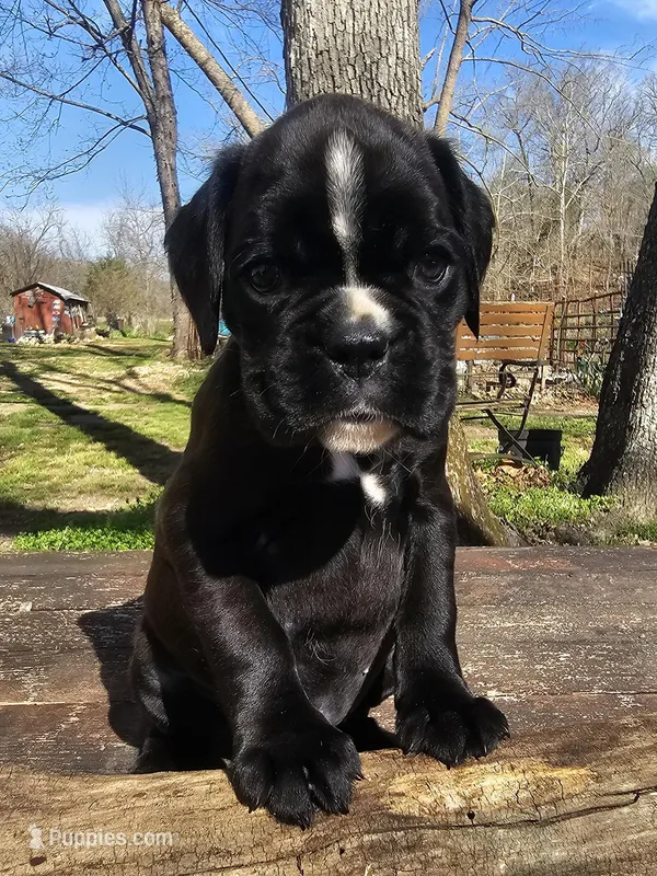 Suri-Euro – Boxer puppy for sale in Goodman, MO