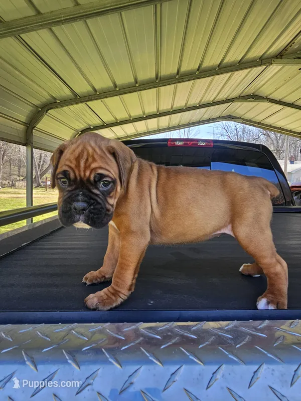 Marabella-Euro – Boxer puppy for sale in Goodman, MO