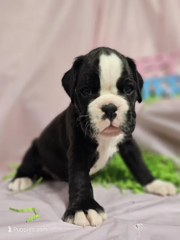 Madyson – Boxer puppy for sale in Goodman, MO