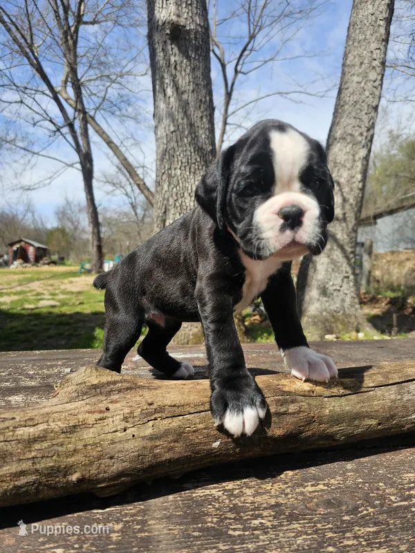 Madyson – Boxer puppy for sale in Goodman, MO