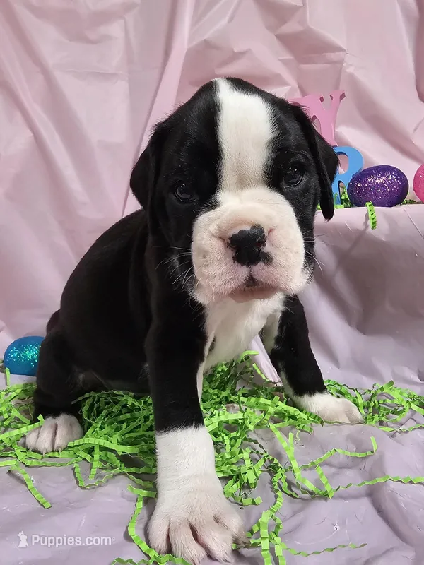 MAGNOLIA  – Boxer puppy for sale in Goodman, MO