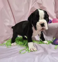 MAGNOLIA , a female Boxer for sale in Goodman, MO – Photo 3 of 3