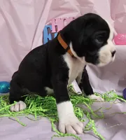 MAGNOLIA , a female Boxer for sale in Goodman, MO – Photo 2 of 3