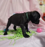 Sully-euro, a male Boxer for sale in Goodman, MO – Photo 2 of 3