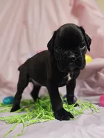 Sully-euro, a male Boxer for sale in Goodman, MO – Photo 3 of 3