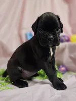 Sully-euro, a male Boxer for sale in Goodman, MO – Photo 1 of 3