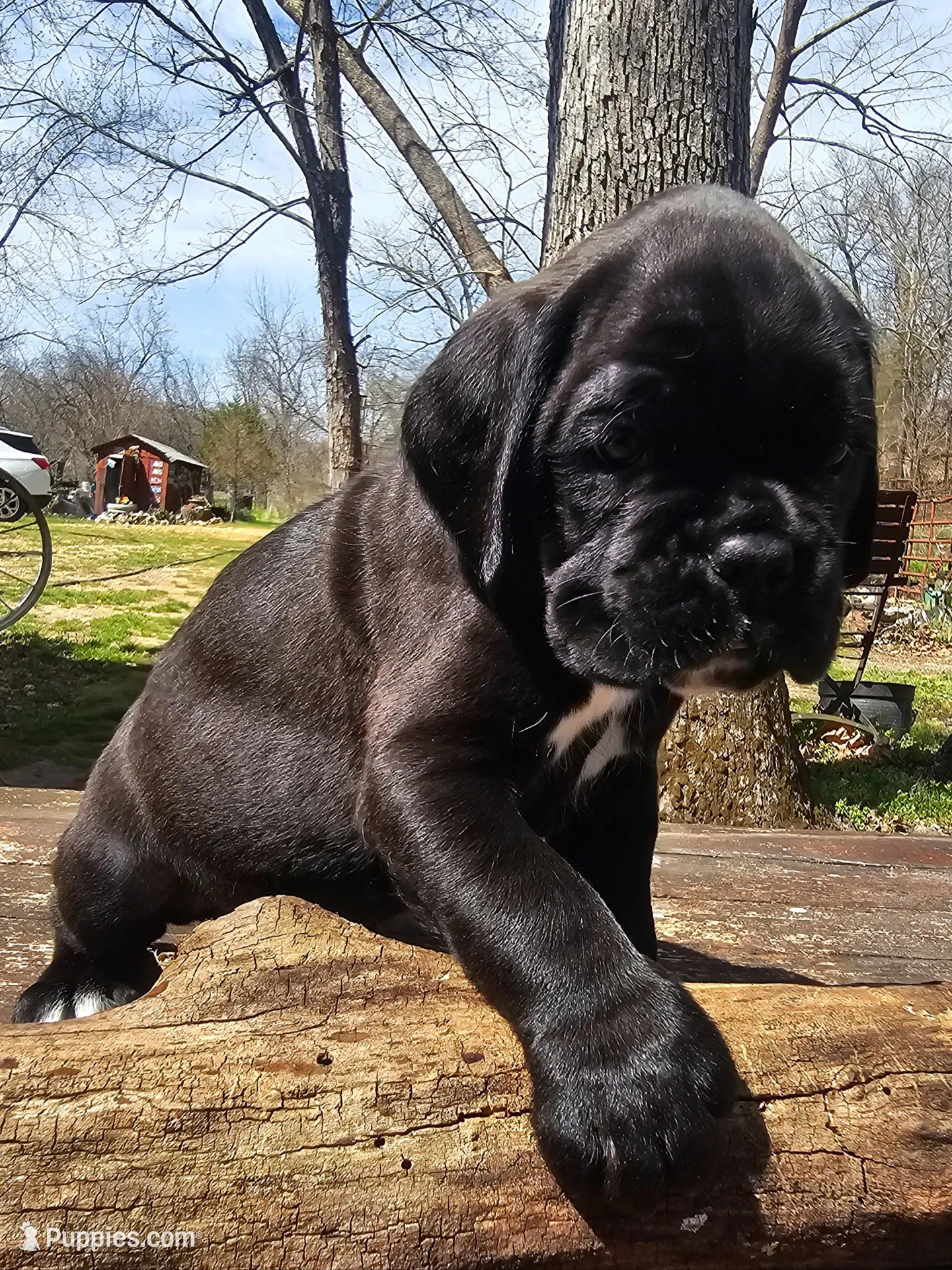MUSTAFA-EURO – Boxer puppy for sale in Goodman, MO