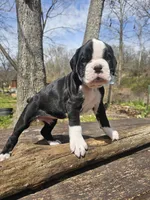 Magnolia-euro, a female Boxer for sale in Goodman, MO – Photo 2 of 2