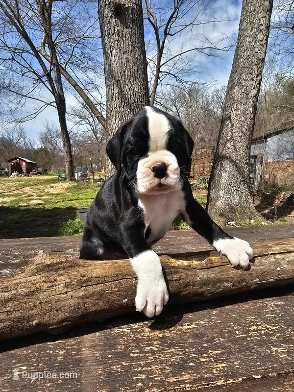 Magnolia-euro, a female Boxer for sale in Goodman, MO – Photo 1 of 2