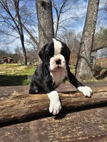 Magnolia-euro, a female Boxer for sale in Goodman, MO – Photo 1 of 2