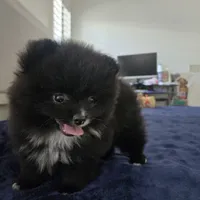 Eulalio , a male Pomeranian for sale in Reno, NV – 3 of 5