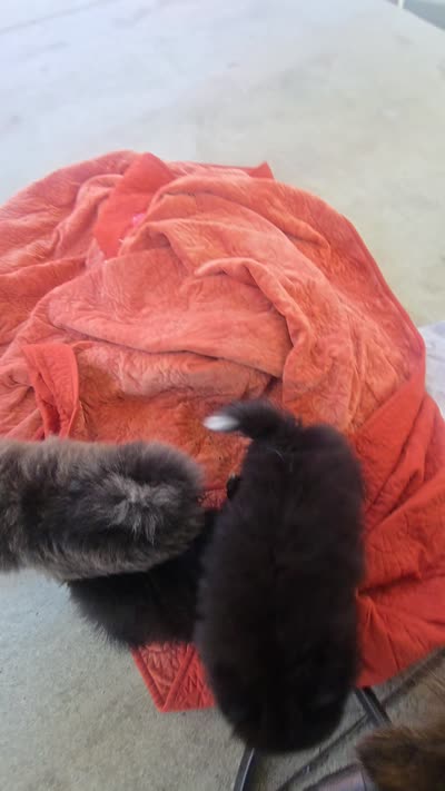 Rosie, a female Pomeranian for sale in San Rafael, CA – 5 of 5