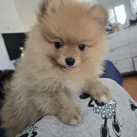 Nina , a female Pomeranian for sale in San Francisco, CA – 1 of 2