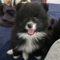 Eulalio , a male Pomeranian for sale in Reno, NV – 5 of 5