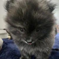 Rosie, a female Pomeranian for sale in San Rafael, CA – 3 of 5