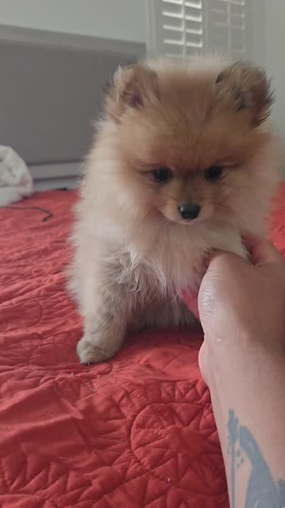 Nina , a female Pomeranian for sale in San Francisco, CA – 2 of 2