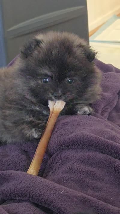 Rosie, a female Pomeranian for sale in San Rafael, CA – 2 of 5