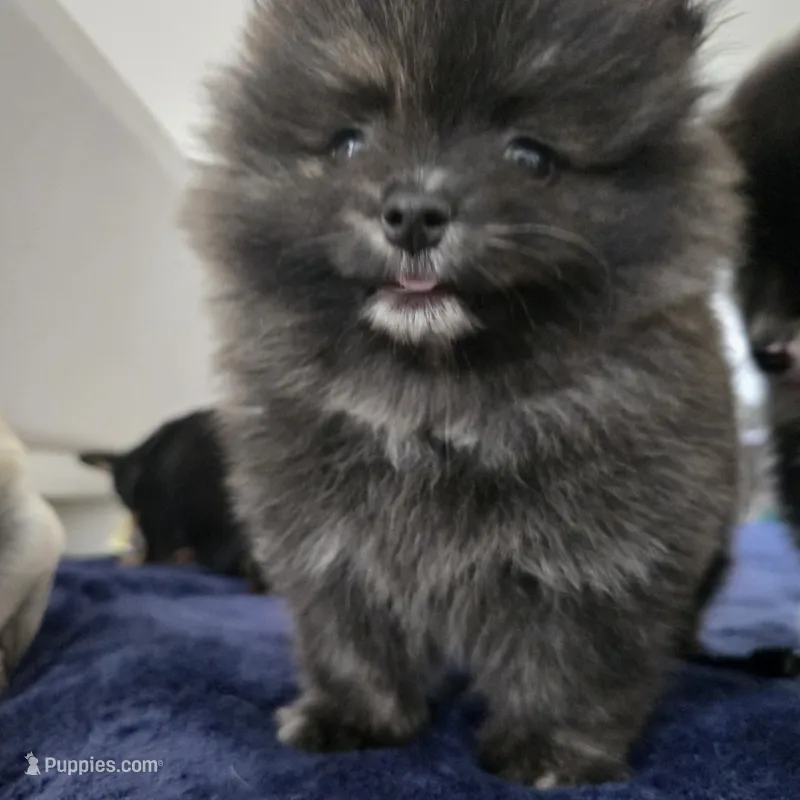 Rosie – Pomeranian puppy for sale in San Rafael, CA