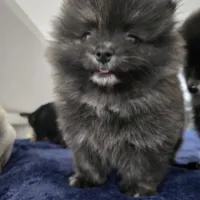 Rosie, a female Pomeranian for sale in San Rafael, CA – 1 of 5