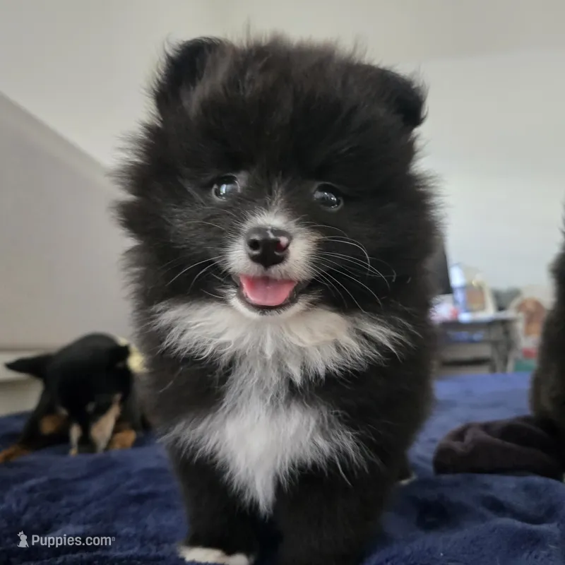 Eulalio  – Pomeranian puppy for sale in Reno, NV