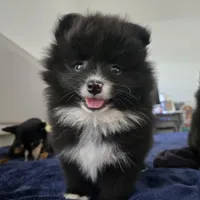 Eulalio , a male Pomeranian for sale in Reno, NV – 1 of 5