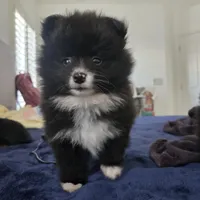 Eulalio , a male Pomeranian for sale in Reno, NV – 2 of 5