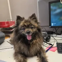 Rosie, a female Pomeranian for sale in San Rafael, CA – 4 of 5